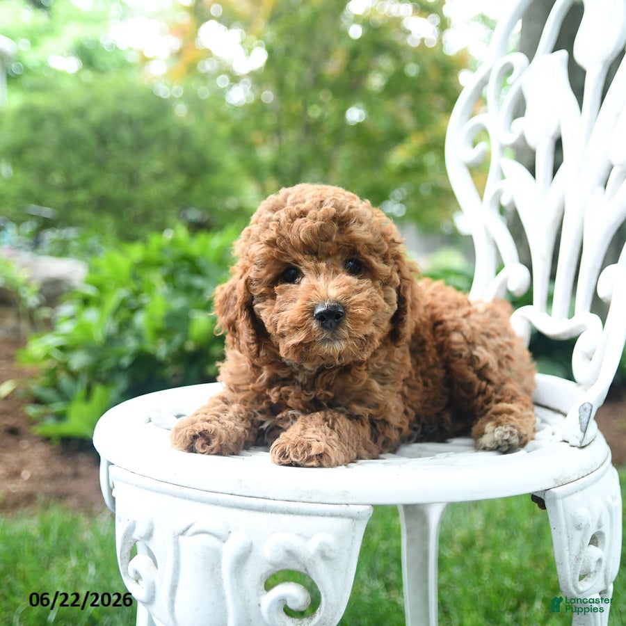 Miniature Poodle dogs Chili - Ad 2