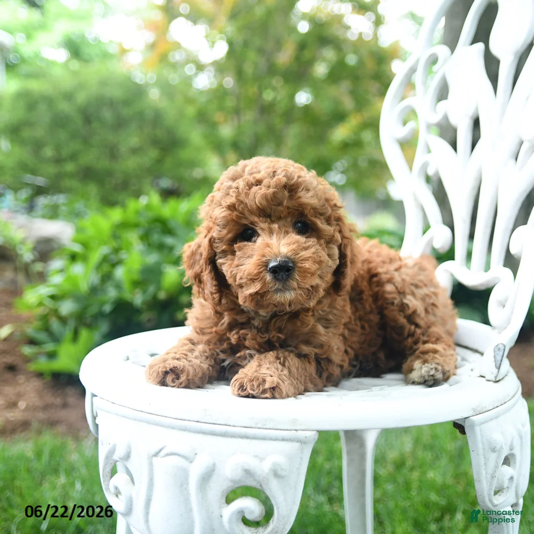 Miniature Poodle dogs for sale: Chili - Ad 2