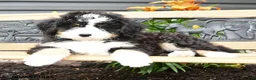 Bernedoodle dogs for sale: Nadia - Ad 1