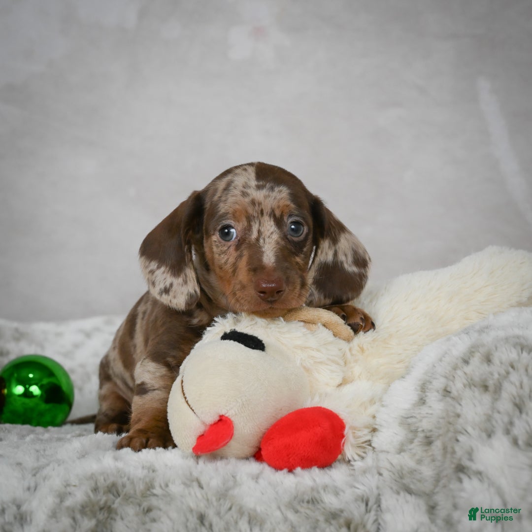 Miniature Dachshund dogs for sale: Hunter - Ad 6
