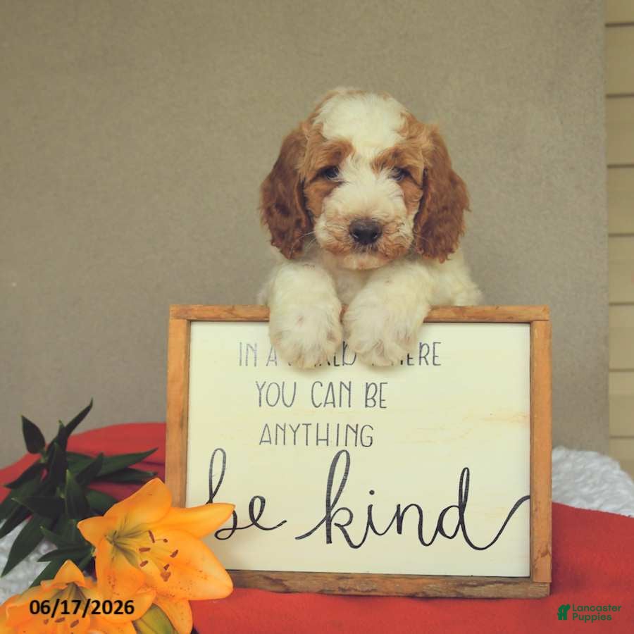 Mini Goldendoodle dogs Snoopy - Ad 1
