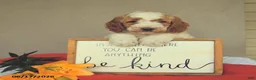 Mini Goldendoodle dogs for sale: Snoopy - Ad 1
