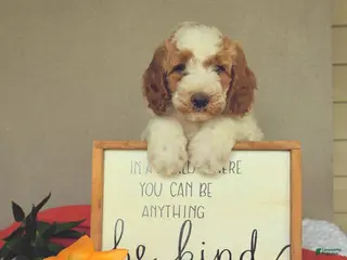 Mini Goldendoodle dogs for sale: Snoopy - Ad 1
