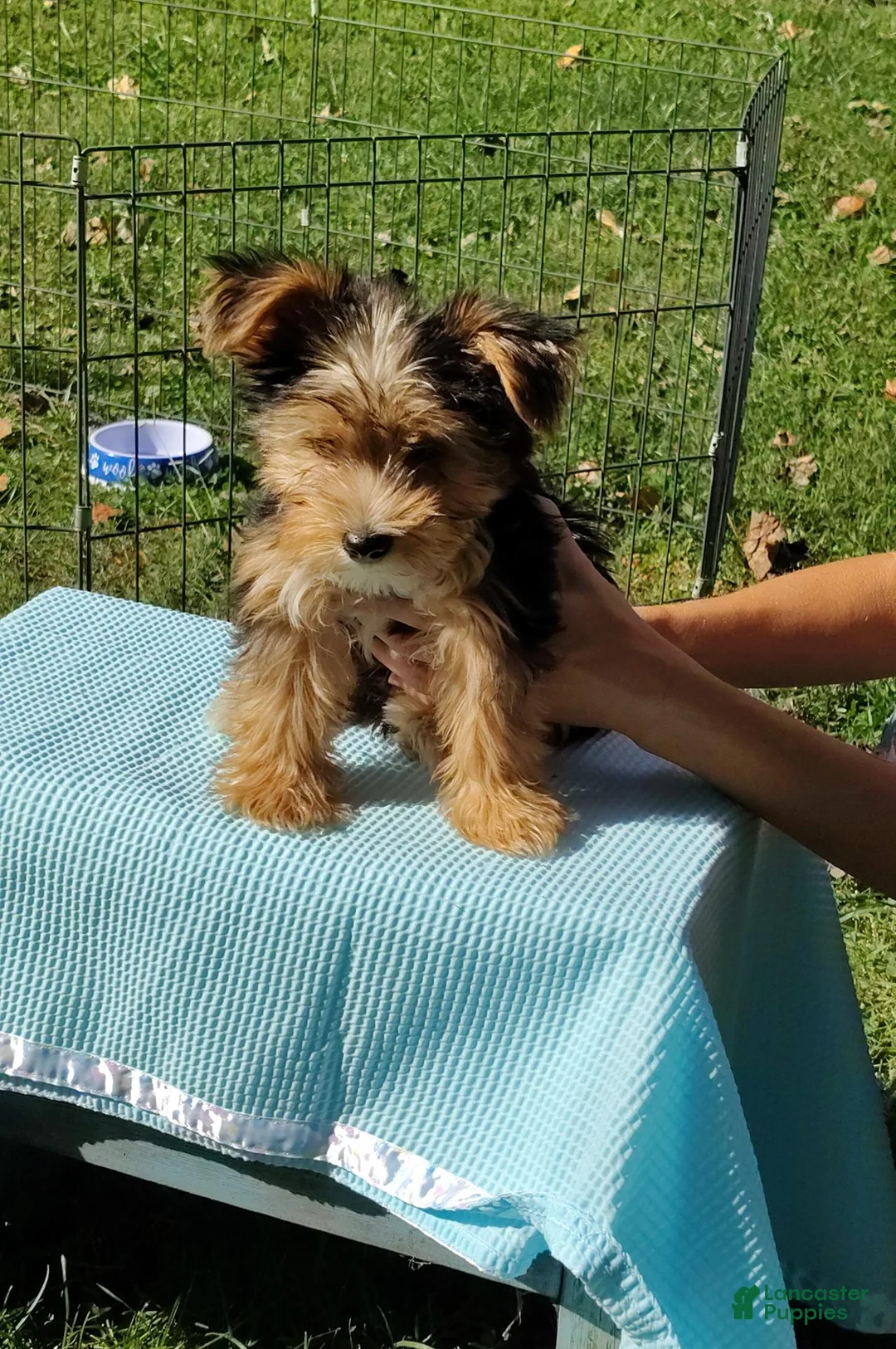 Yorkshire Terrier dogs for sale: Yorkshire Terrier 2 - Ad 5
