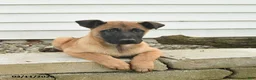 Belgian Malinois dogs for sale: Roxanne - Ad 2