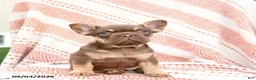 French Bulldog dogs for sale: Beatrice - Ad 4