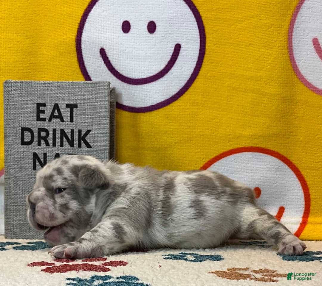 French Bulldog dogs for sale: Garmin - Ad 32