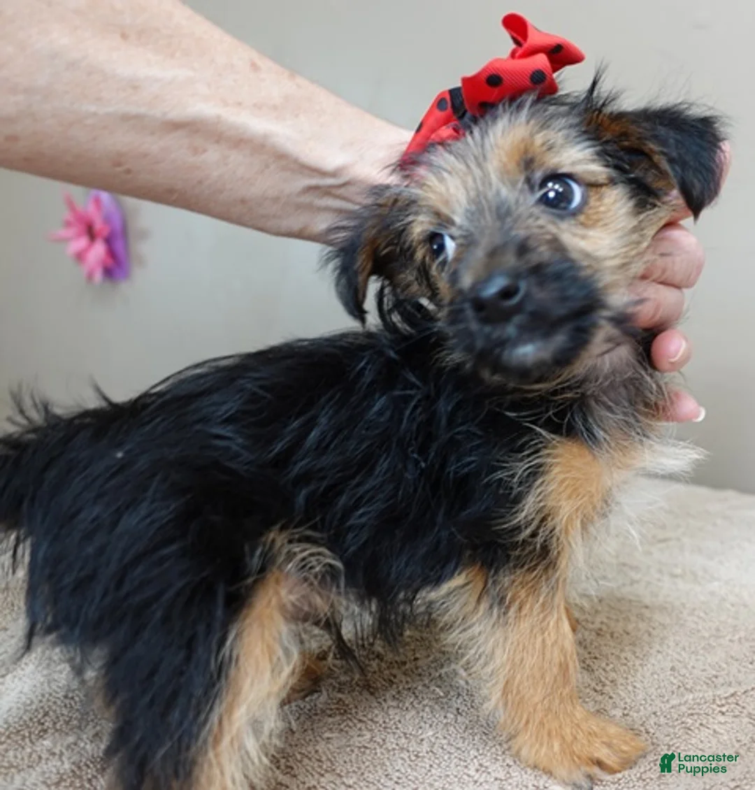 Yorkshire Terrier dogs for sale: Little guy 2 lbs - Ad 3