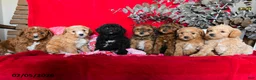 Yorkiepoo dogs for sale: Casper - Ad 5