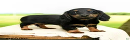 Miniature Dachshund dogs for sale: Cinder - Ad 4