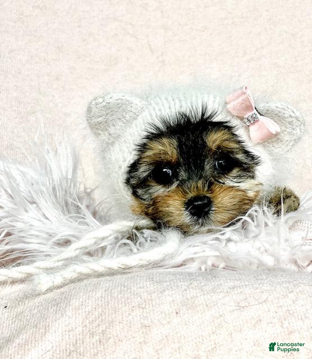 Yorkshire Terrier dogs for sale: Yorkshire Terrier Puppy 1 - Ad 2