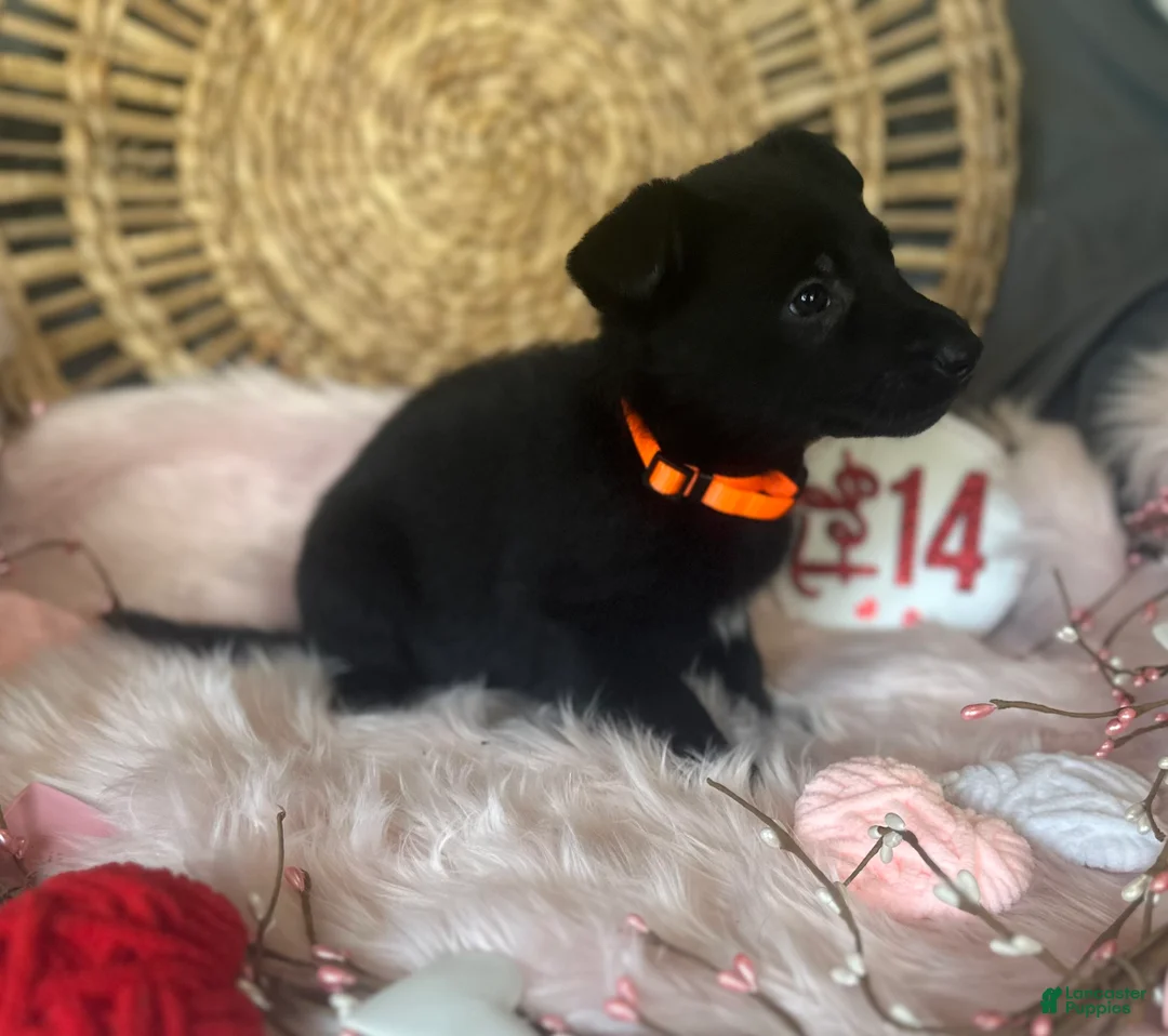 German Shepherd dogs for sale: Dahlia  - Ad 8