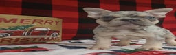 French Bulldog dogs for sale: Iris  - Ad 6