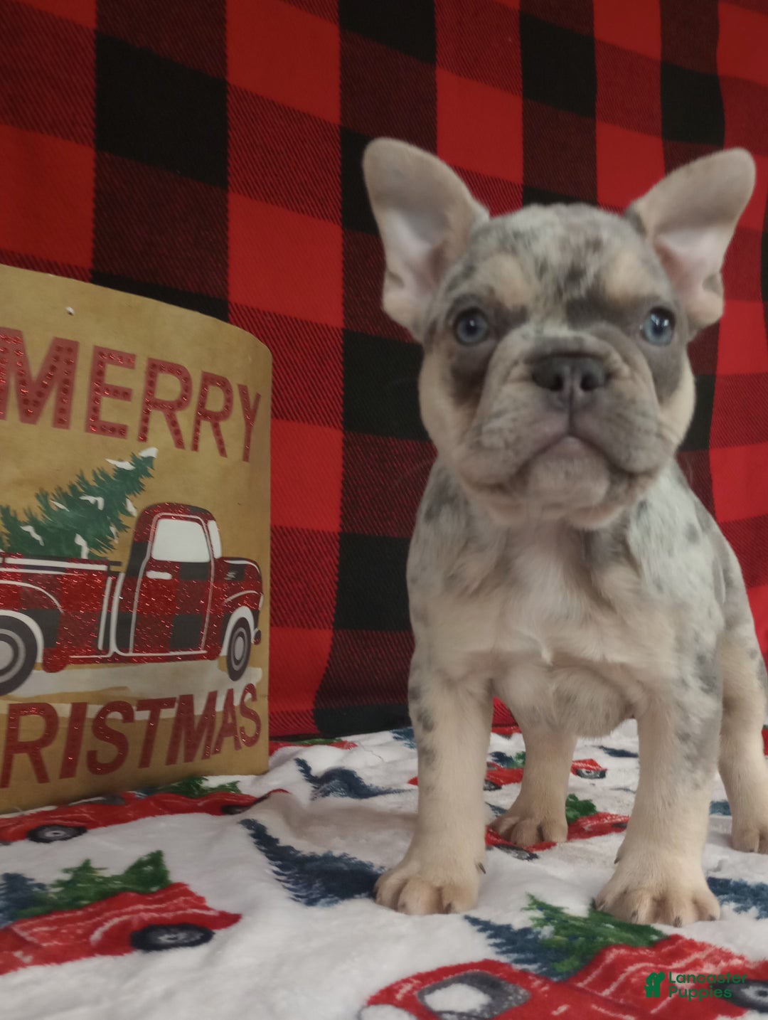 French Bulldog dogs for sale: Iris  - Ad 6
