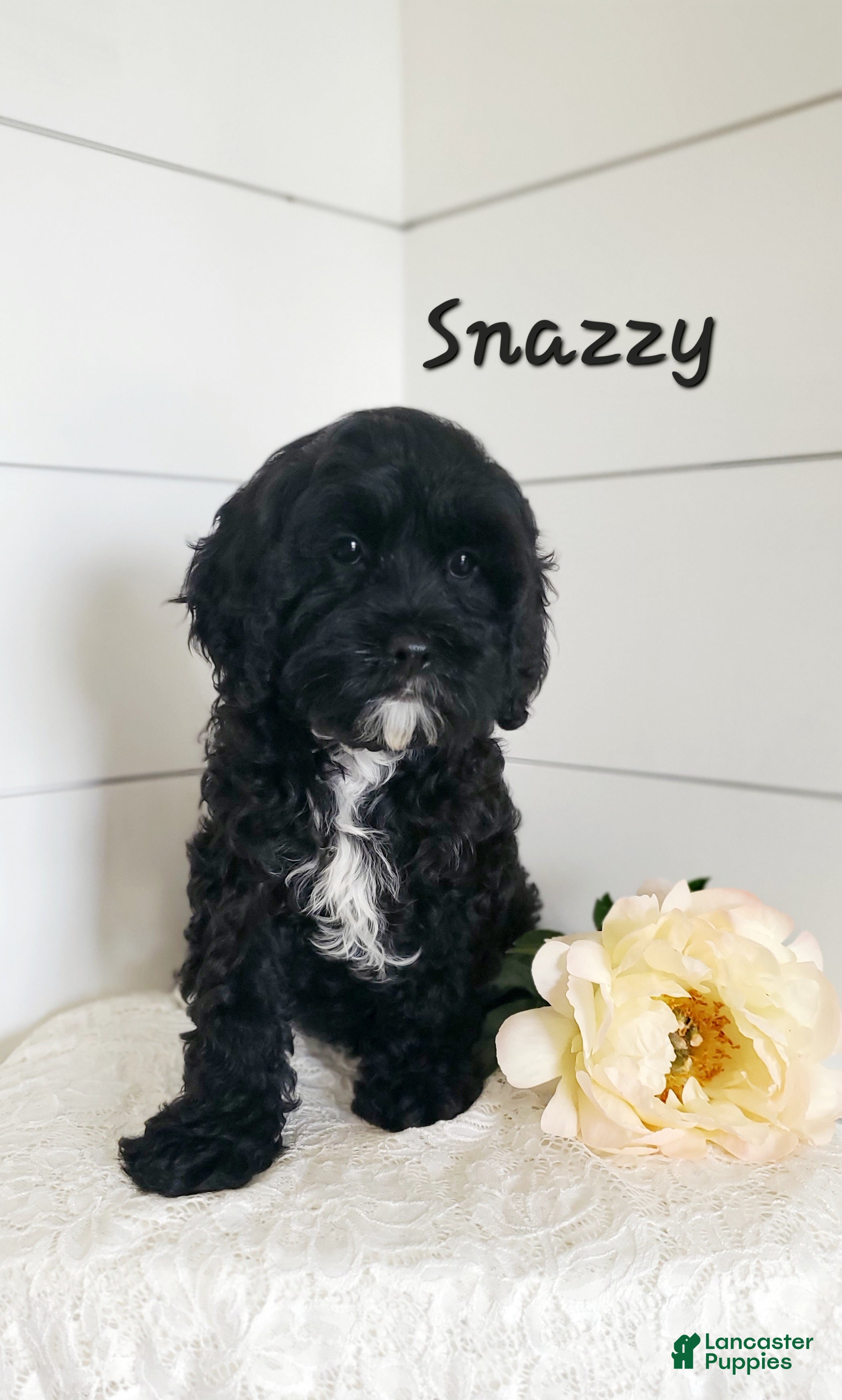 Cavapoo dogs for sale: Snazzy - Ad 2