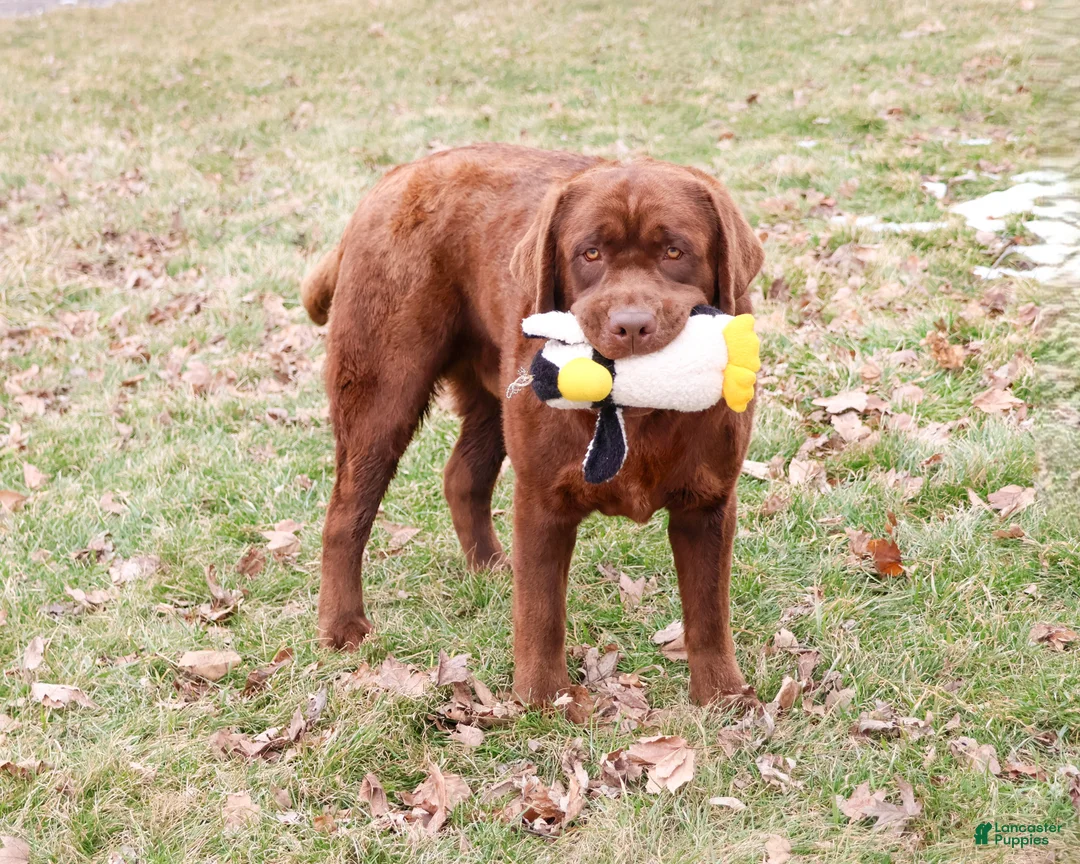 Labrador Retriever dogs for sale: Bruno - Ad 1