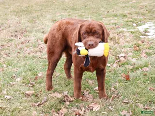 Labrador Retriever dogs Bruno - Ad 31