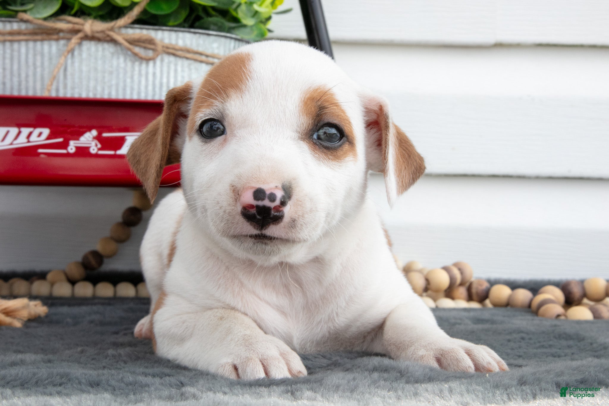 Jack Chi dogs Bess - Ad 1