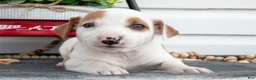 Jack Chi dogs for sale: Bess - Ad 1