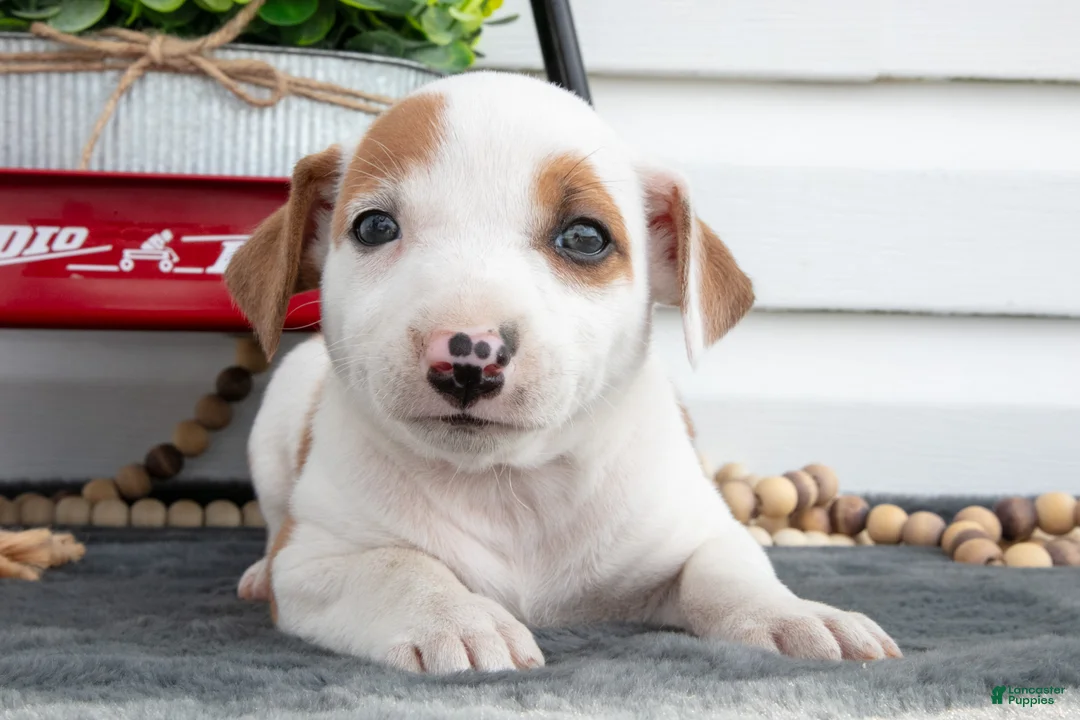 Jack Chi dogs for sale: Bess - Ad 1