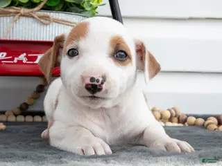 Jack Chi dogs for sale: Bess - Ad 3