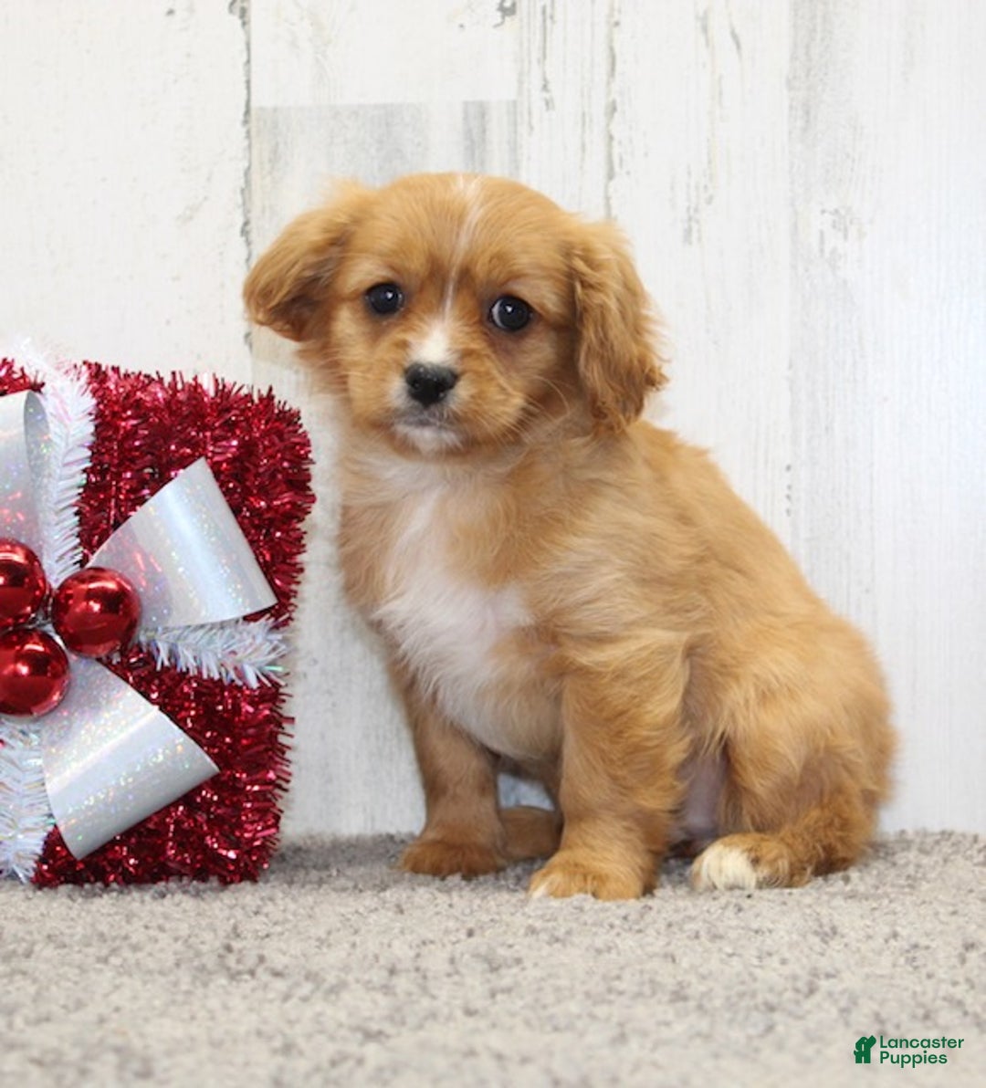 Cavapoo dogs for sale: Sugar - Ad 2