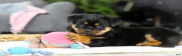 Rottweiler dogs for sale: Storm - Ad 1