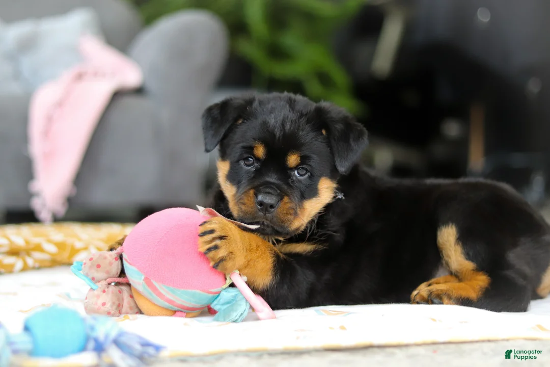 Rottweiler dogs for sale: Storm - Ad 1