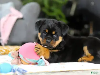 Rottweiler dogs for sale: Storm - Ad 2
