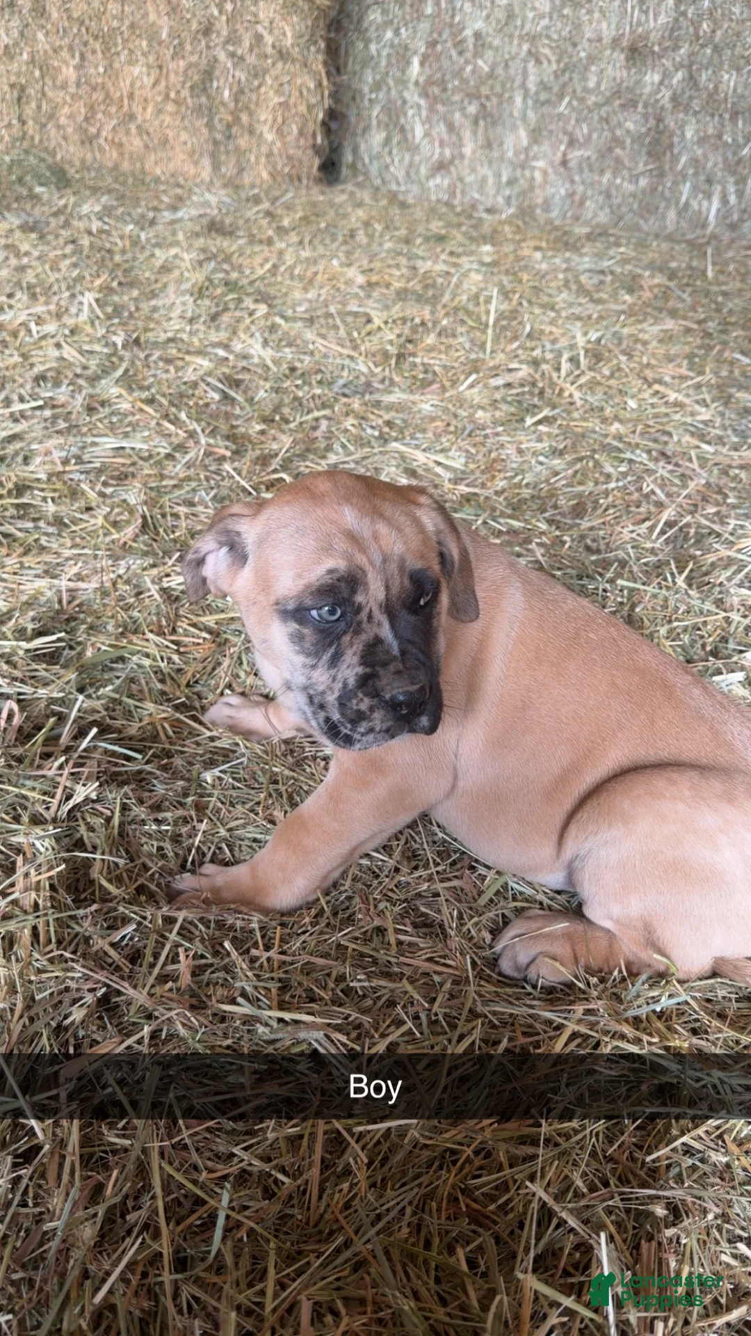 English Mastiff dogs for sale: English Mastiff Puppy 1 - Ad 2
