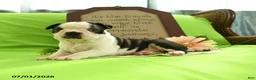 Boston Terrier dogs for sale: Vera - Ad 6