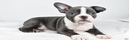 Boston Terrier dogs for sale: Ivory - Ad 2