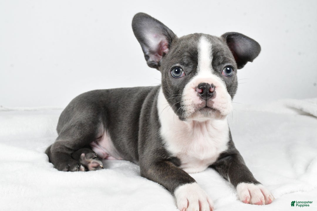 Boston Terrier dogs for sale: Ivory - Ad 2