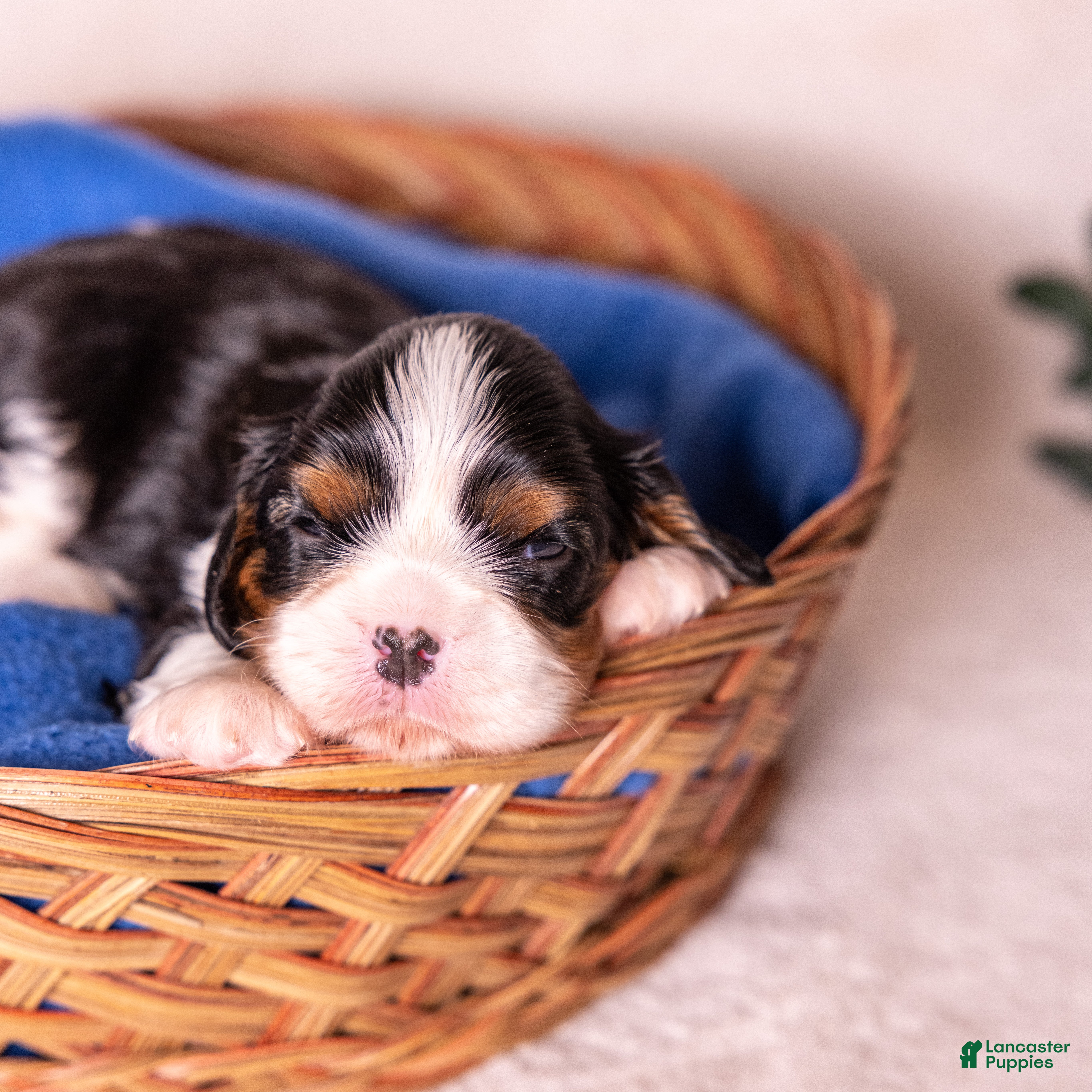 Cavalier King Charles Spaniel dogs Kudos - Ad 1