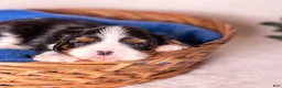 Cavalier King Charles Spaniel dogs for sale: Kudos - Ad 6