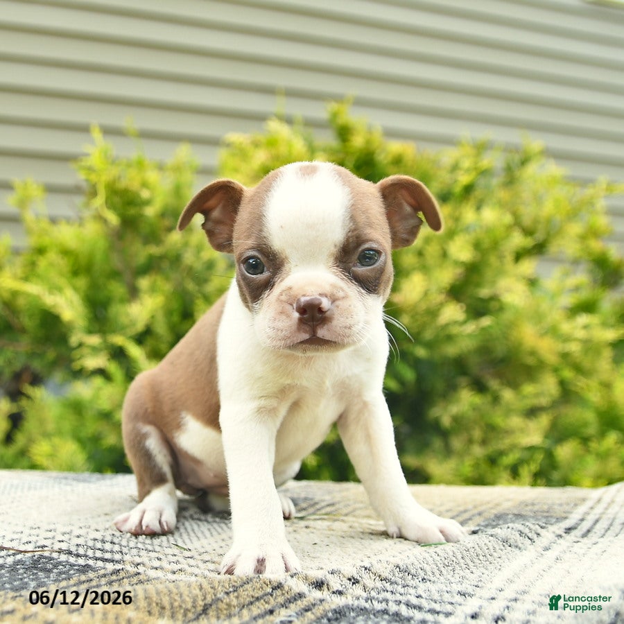 Boston Terrier dogs Beauty  - Ad 2