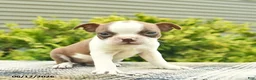 Boston Terrier dogs for sale: Beauty  - Ad 2