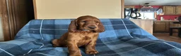 Irish Setter dogs for sale: Irish Setter male blue collar - Ad 3
