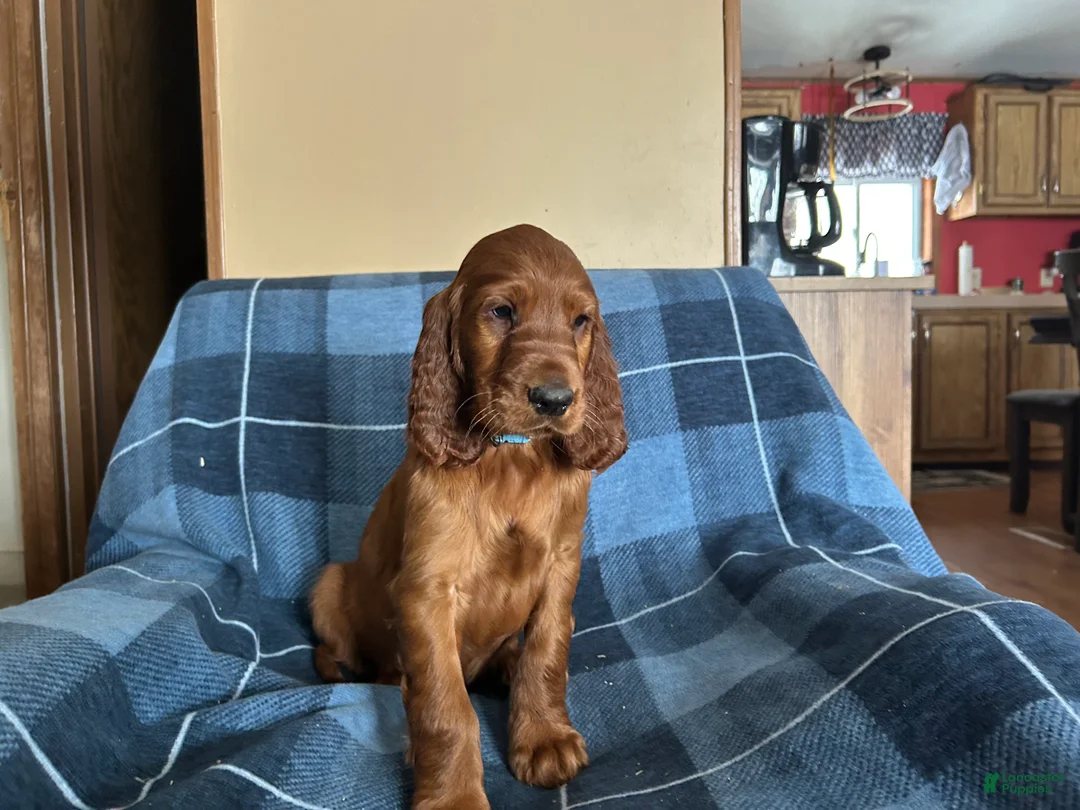 Irish Setter dogs for sale: Irish Setter male blue collar - Ad 3