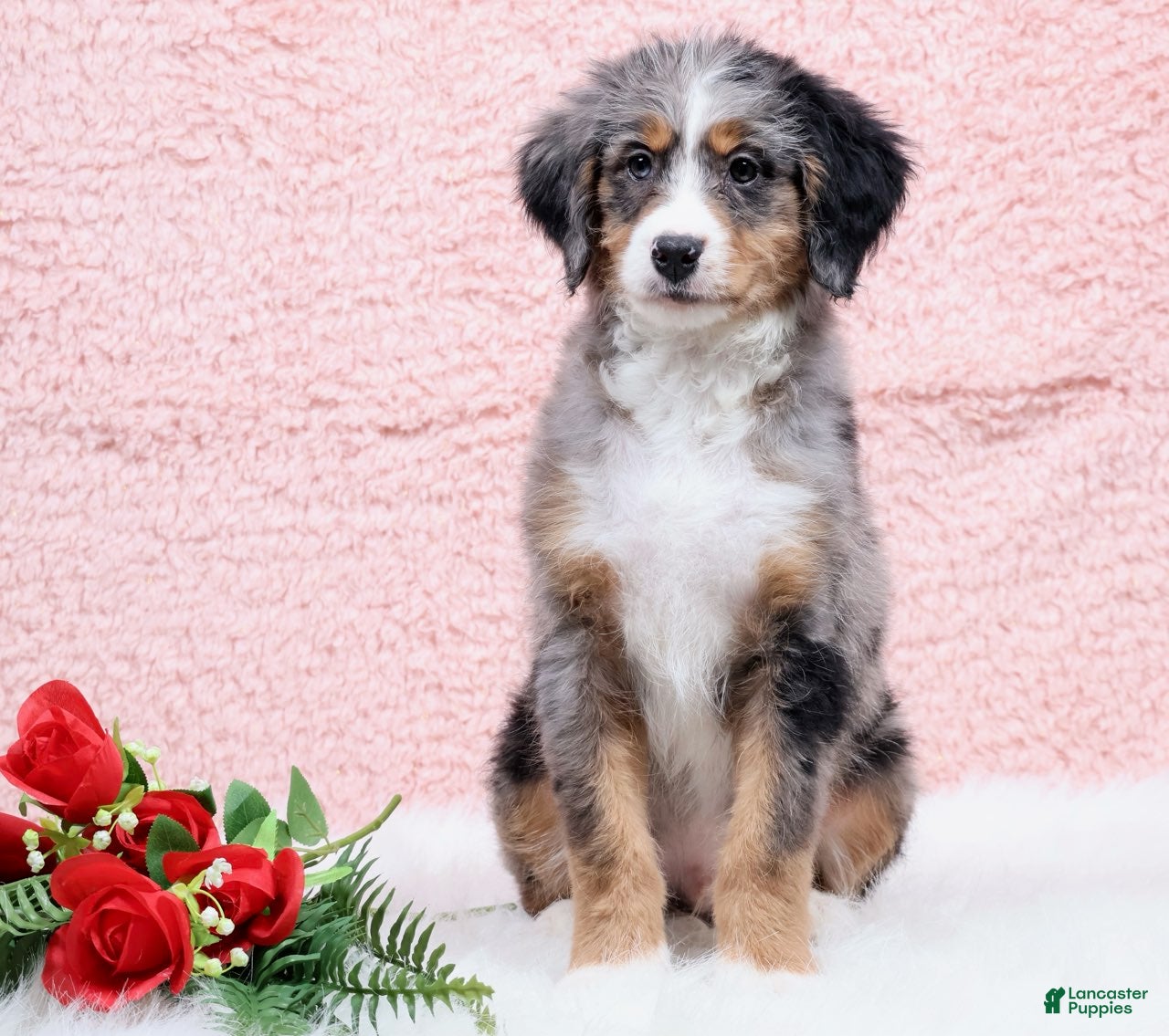 Mini Bernedoodle dogs Bingo - Ad 23