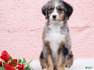 Mini Bernedoodle dogs Bingo - Ad 23