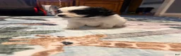 Mixed Breed dogs for sale: Six Seven - Ad 2