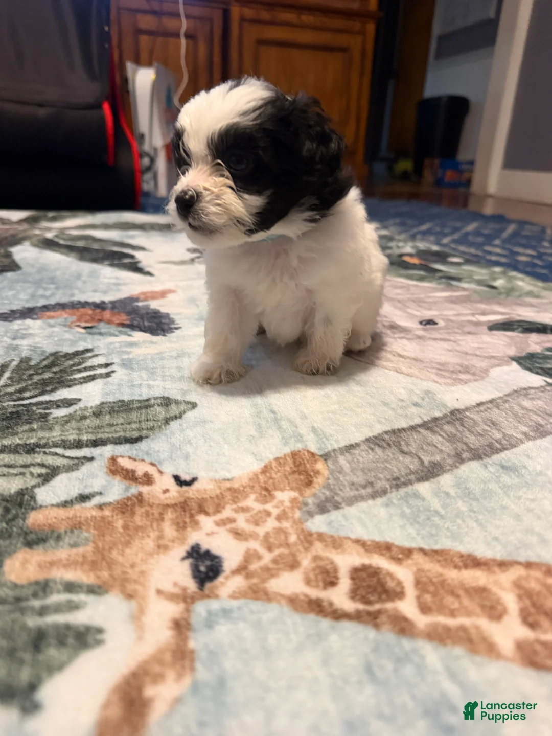 Mixed Breed dogs for sale: Six Seven - Ad 2