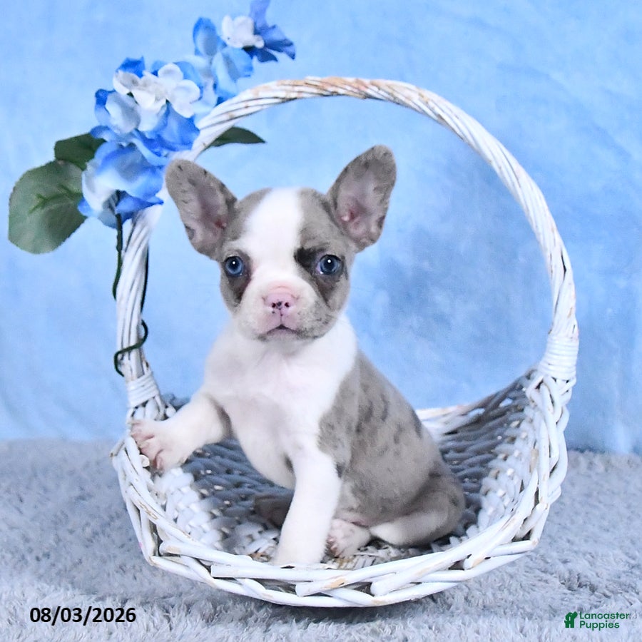 Frenchton dogs Lilla - Ad 1