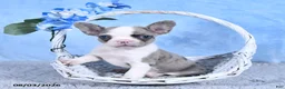 Frenchton dogs for sale: Lilla - Ad 1