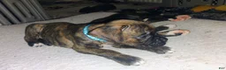 Boxer dogs for sale: Boxer 4 - Ad 4