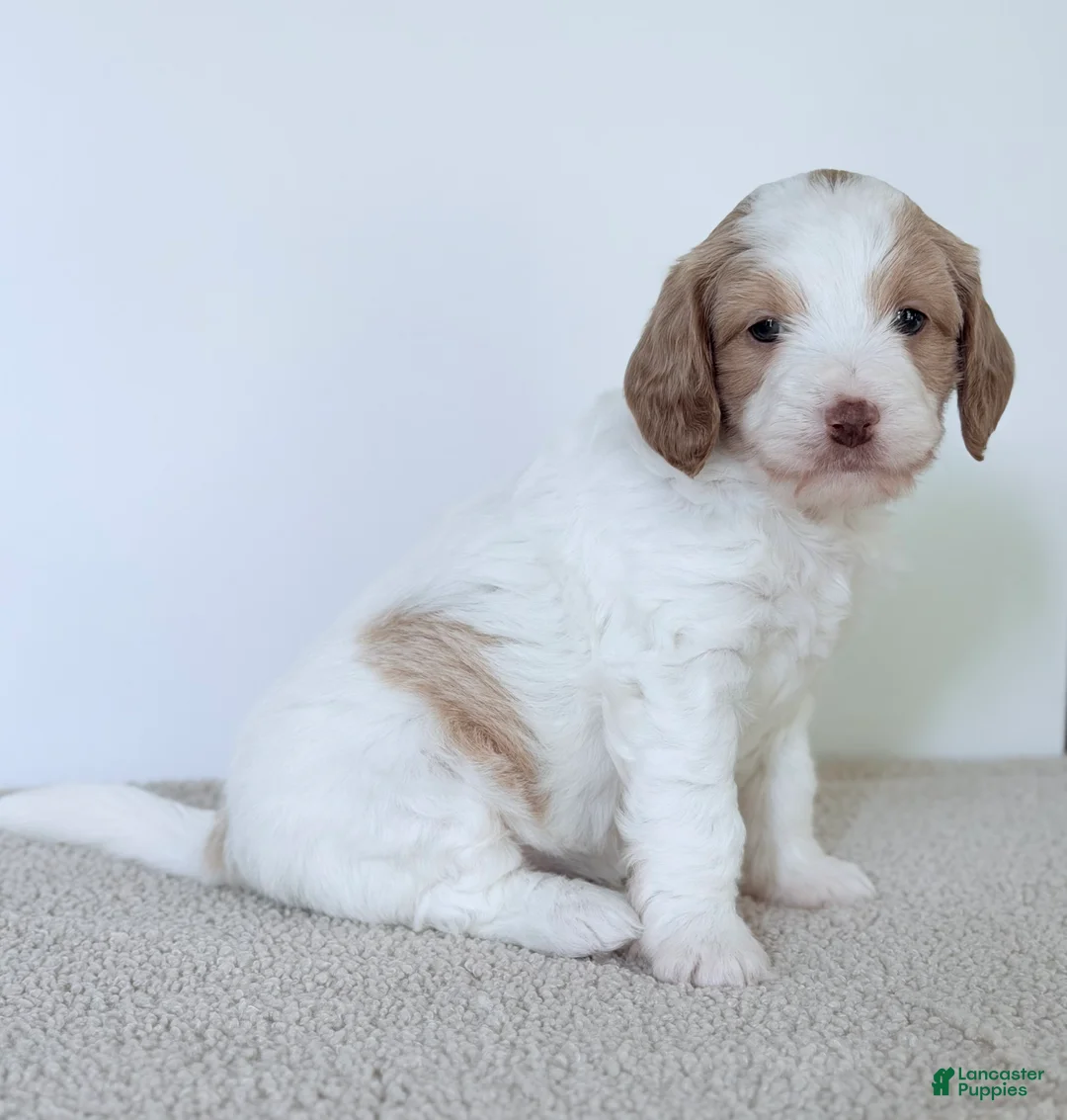Mini Goldendoodle dogs for sale:  Daisy-mini  - Ad 5