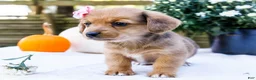 Mixed Breed dogs for sale: Coco - Ad 19