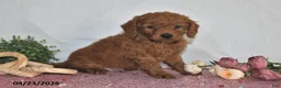 Goldendoodle dogs for sale: Leo - Ad 4