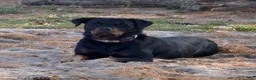 Rottweiler dogs for sale: Blaze - Ad 9